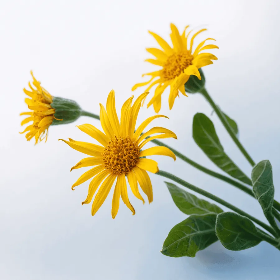 Arnika — Arnica montana, Blütenextrakt, 12 g je 100 g Arthrovia