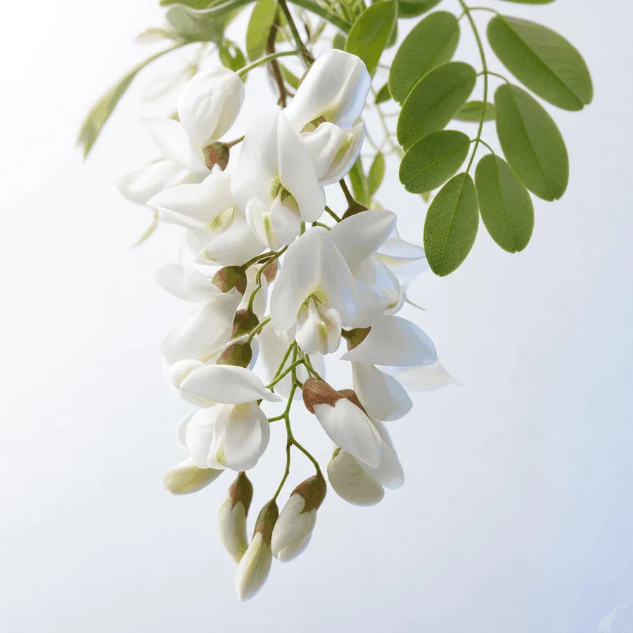 Fiori di robinia — Robinia pseudoacacia, estratto di fiori, 3 g per 100 g Arthrovia